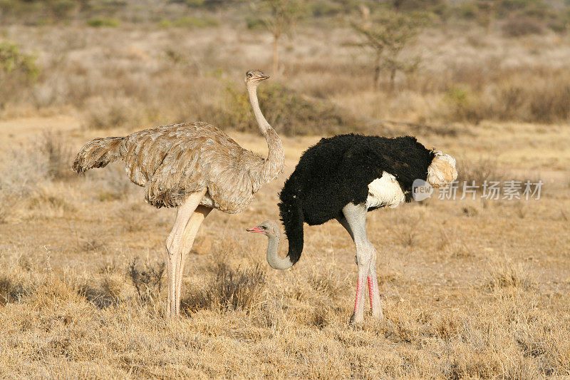肯尼亚北部布法罗斯普林斯，一对索马里鸵鸟(Struthio camelus)在交配展示。